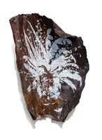 Una foglia di quercia sul marciapiede (bianco)